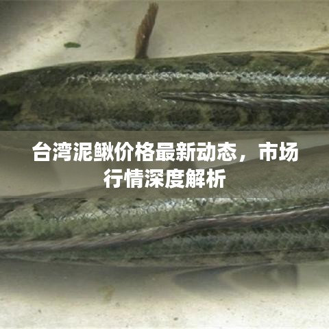 台湾泥鳅价格最新动态，市场行情深度解析