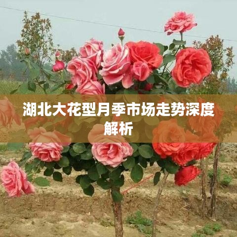 湖北大花型月季市场走势深度解析