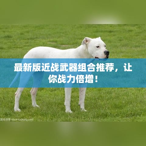 最新版近战武器组合推荐，让你战力倍增！