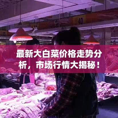 最新大白菜价格走势分析，市场行情大揭秘！