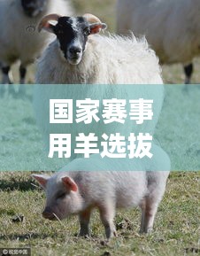 国家赛事用羊选拔与培育的关键性不容小觑