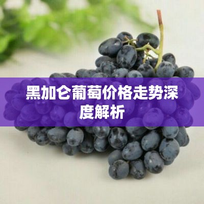 黑加仑葡萄价格走势深度解析