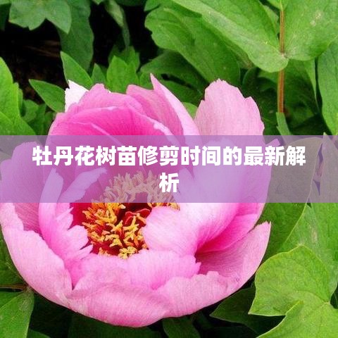 牡丹花树苗修剪时间的最新解析