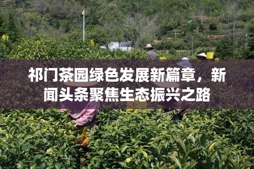 祁门茶园绿色发展新篇章，新闻头条聚焦生态振兴之路