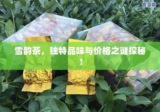 雪韵茶，独特品味与价格之谜探秘！