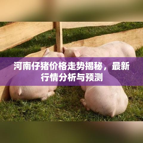 河南仔猪价格走势揭秘，最新行情分析与预测