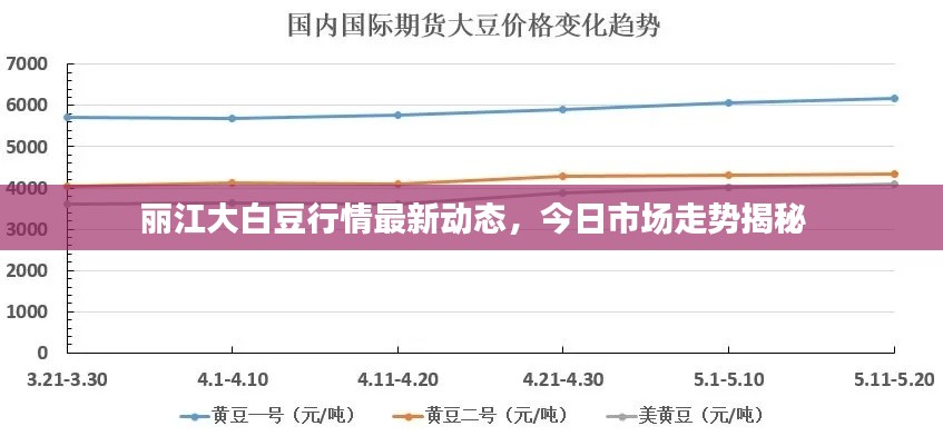 丽江大白豆行情最新动态，今日市场走势揭秘