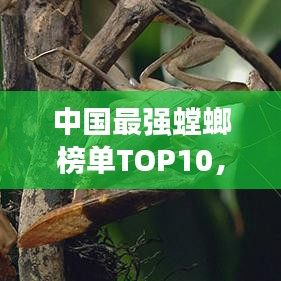 中国最强螳螂榜单TOP10，震撼登场！