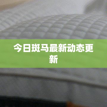 今日斑马最新动态更新