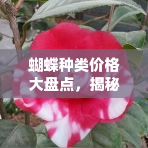 蝴蝶种类价格大盘点，揭秘热门蝴蝶品种排名前十！