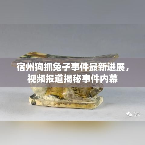 宿州狗抓兔子事件最新进展，视频报道揭秘事件内幕