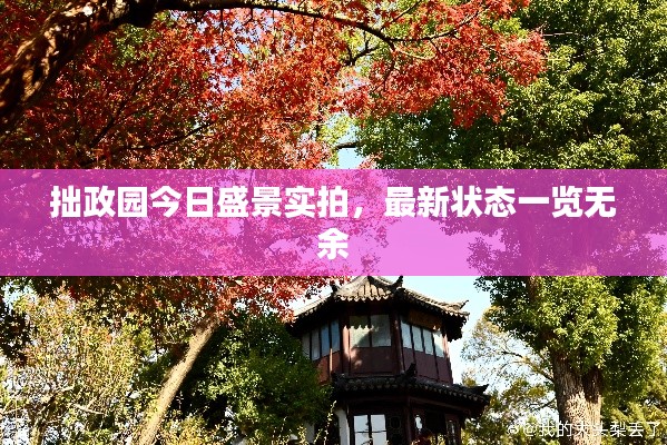 拙政园今日盛景实拍，最新状态一览无余