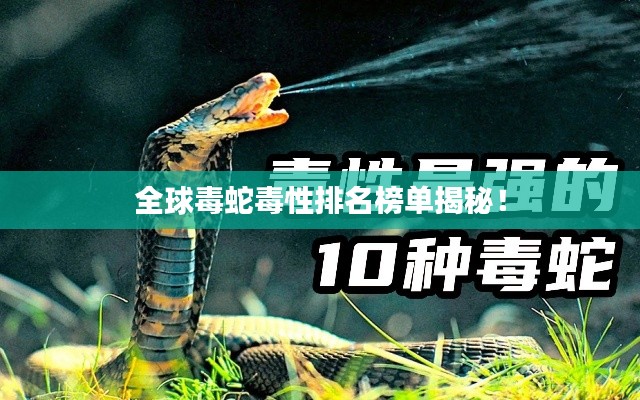 全球毒蛇毒性排名榜单揭秘！