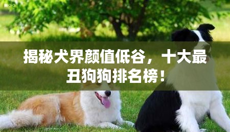 揭秘犬界颜值低谷，十大最丑狗狗排名榜！