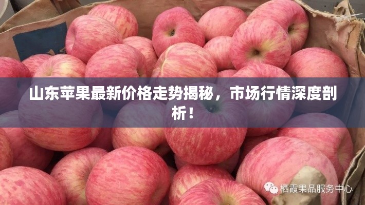 山东苹果最新价格走势揭秘，市场行情深度剖析！