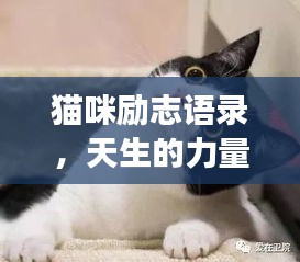 猫咪励志语录，天生的力量与勇气