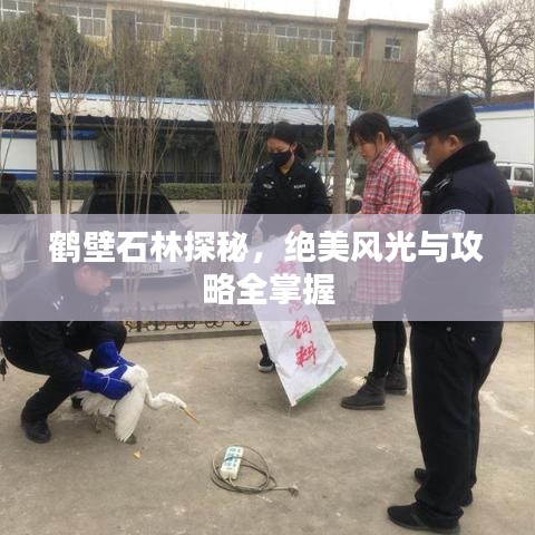 鹤壁石林探秘，绝美风光与攻略全掌握