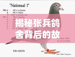 揭秘张兵鸽舍背后的故事与奥秘，带你领略独特魅力！