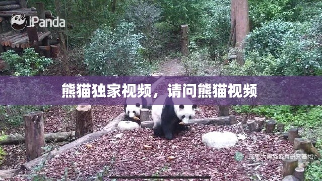 熊猫独家视频，请问熊猫视频 