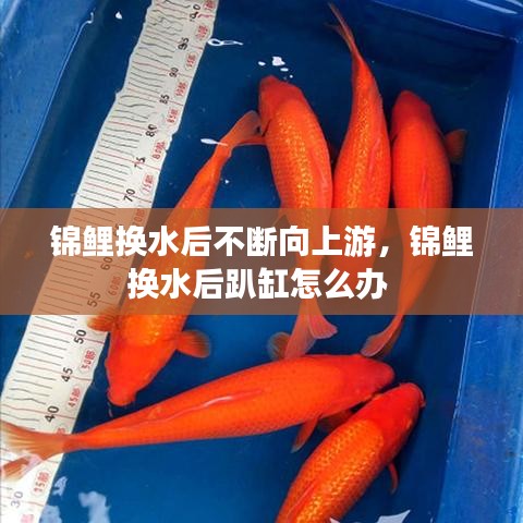 锦鲤换水后不断向上游，锦鲤换水后趴缸怎么办 