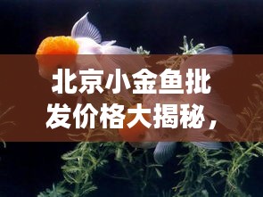 北京小金鱼批发价格大揭秘，市场行情深度解析
