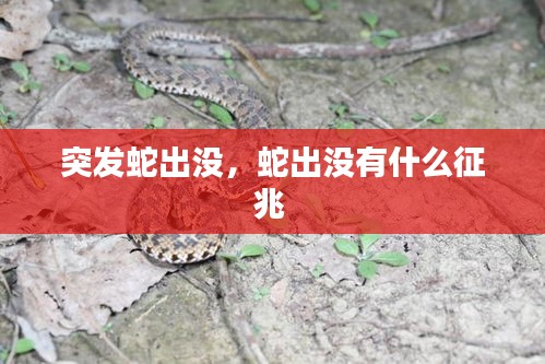 突发蛇出没，蛇出没有什么征兆 