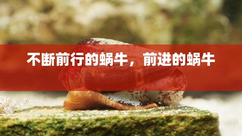不断前行的蜗牛，前进的蜗牛 