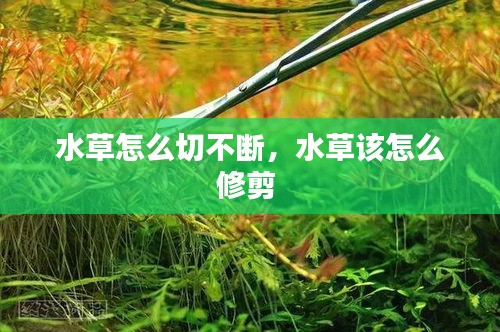 水草怎么切不断，水草该怎么修剪 