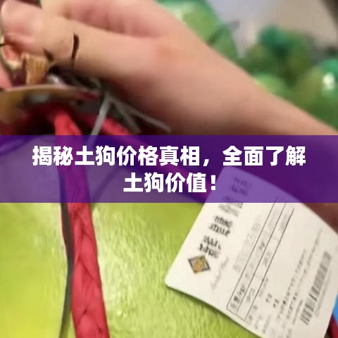 揭秘土狗价格真相，全面了解土狗价值！