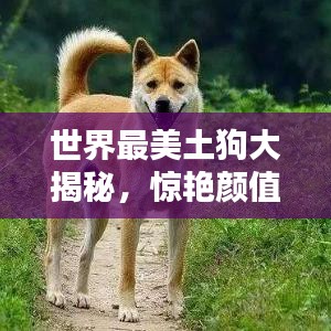 仙姿佚貌
