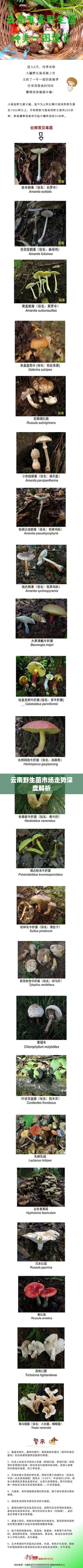 云南野生菌市场走势深度解析