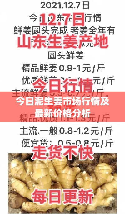 今日泥生姜市场行情及最新价格分析