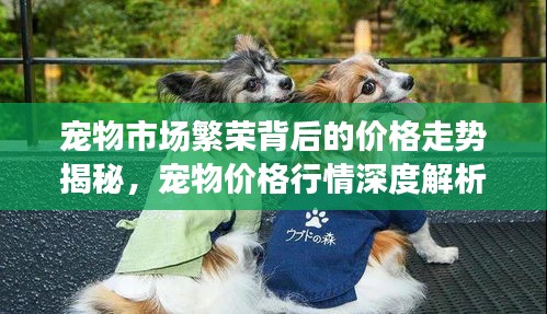 宠物市场繁荣背后的价格走势揭秘，宠物价格行情深度解析