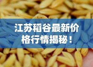 江苏稻谷最新价格行情揭秘！