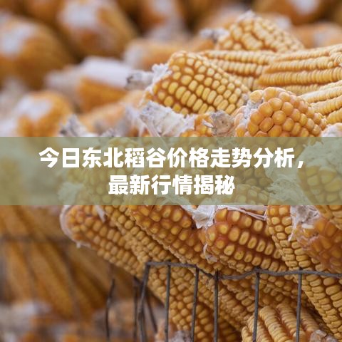 今日东北稻谷价格走势分析，最新行情揭秘