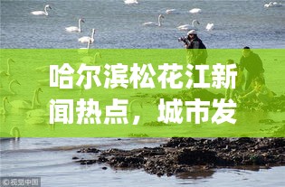 哈尔滨松花江新闻热点，城市发展与生态保护齐头并进